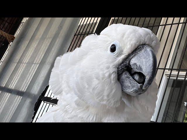 Alternative medicine for Parrots is not an alternative