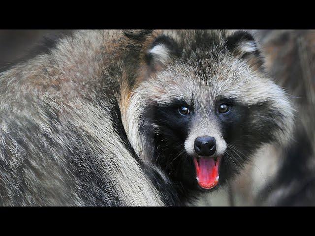 Raccoon Dog: Conflicts at the Family Table | Film Studio Aves