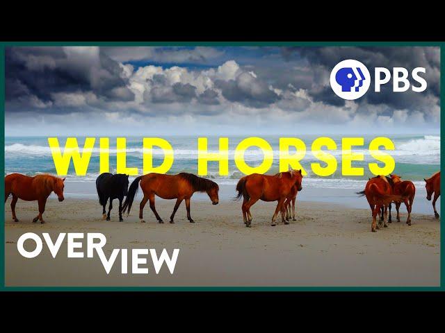 Wild Horses: America's Most Beloved Invasive Species?