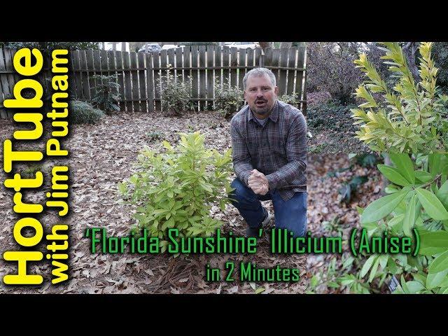 All About 'Florida Sunshine' Illicium (Anise) In 2 Minutes