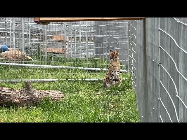 Serval Cats, Zucari & Ginger + Animal Facts