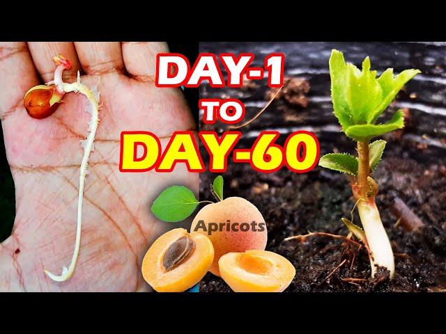 APRICOT SEEDLING - HOW TO GROW APRICOT TREE FROM SEEDS @SproutingSeeds