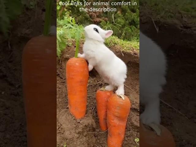 Top  Funny animals videos - Try Not To Laugh  - 58 #Shorts