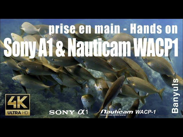 Banyuls - Prise en main du Sony A1 & Nauticam WACP1 (review Wacp-1 hands-on)