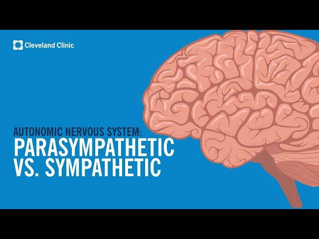 The Autonomic Nervous System: Sympathetic vs. Parasympathetic, Explained