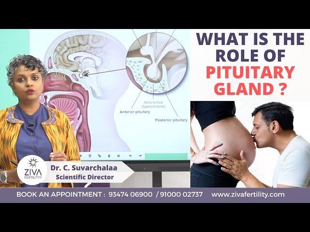 Role of Pituitary Gland in Fertility || Endocrine System || Dr C Suvarchalaa || ZIVA Fertilityy