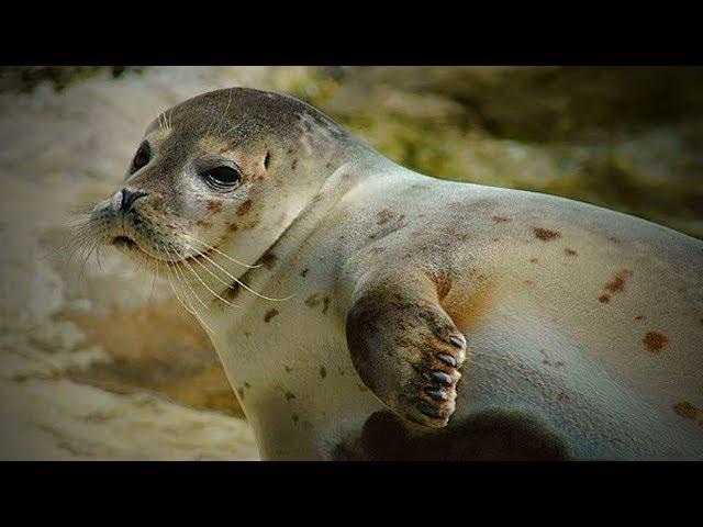 Funny Seals  Funny and Cute Seals (Full) [Funny Pets]