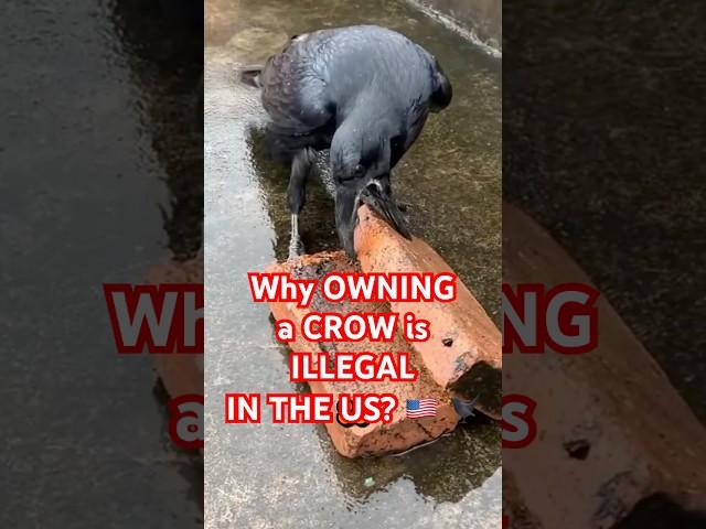 Why Owning a Crow Is ILLEGAL in the U.S.! 