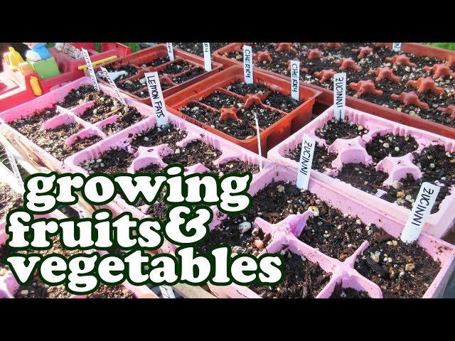 Growing Fruits And Vegetables - Green Vegetable Seeds Garden Planner - Container Gardening - Jazevox