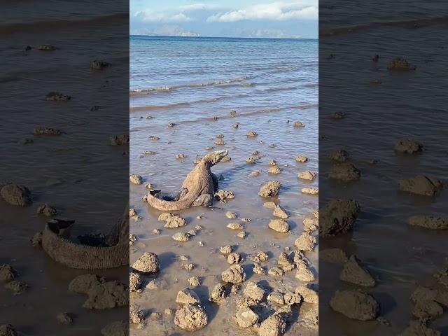 Komodo Dragon Look for Food at Low Tide #reptiles #komodo #wildlife #komodonationalpark #animal