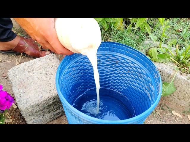 Cucumbers will grow swiftly and produce a big crop if you water them with this.