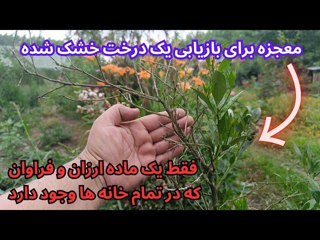 چطوری درختی که برگهاش ریخته و در حال خشک شدن هست رو درمان کنیم /پیشنهاد ارگانیک و تاثیر گذار دارم