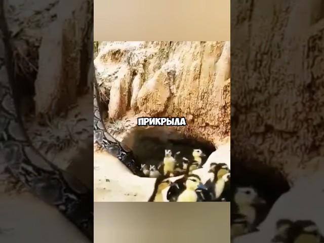 Пожертвовала собой ради детей #shorts #животные #жизнь
