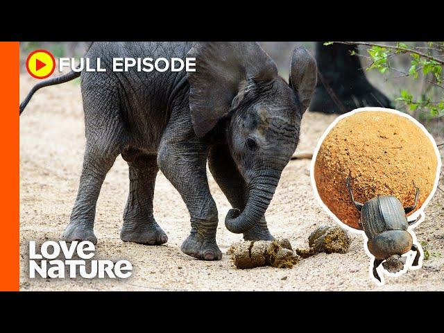 Africa's Dung Beetles: The Ultimate Recyclers | Wildlife Icons Ep103