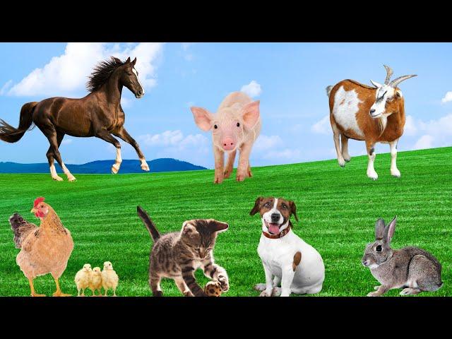 Cute Little Animals - Dogs, Cats, Chickens, Ducks, Goats, Rabbits, Monkeys, Parrots