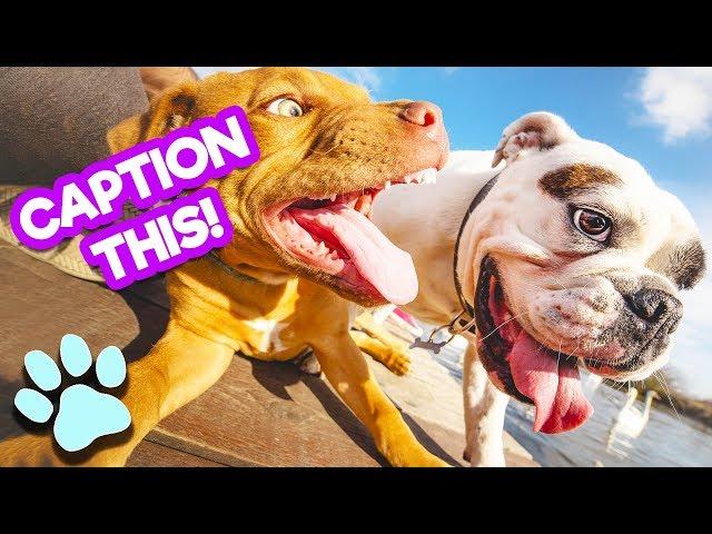 Caption This! | Funny Pet Memes Compilation | #thatpetlife