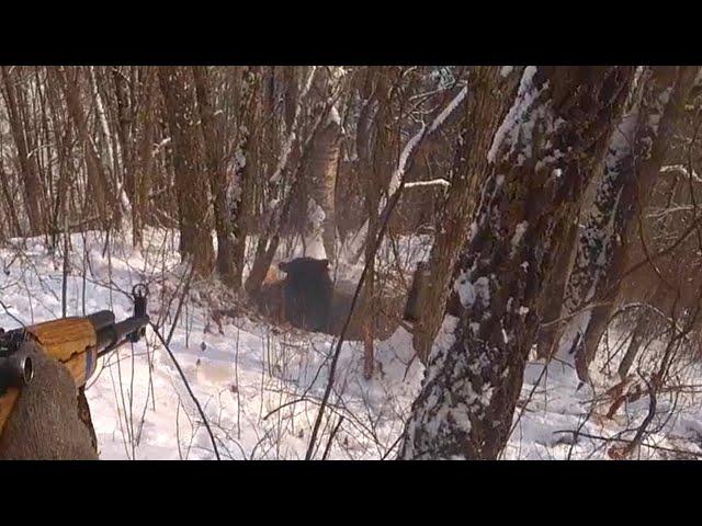 GRIZZLY HUNTING IN RUSSIA IN WINTER WITH DOGS