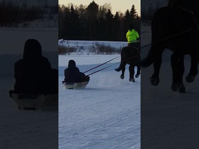 CHEVAL tire une LUGE neige FINLANDE