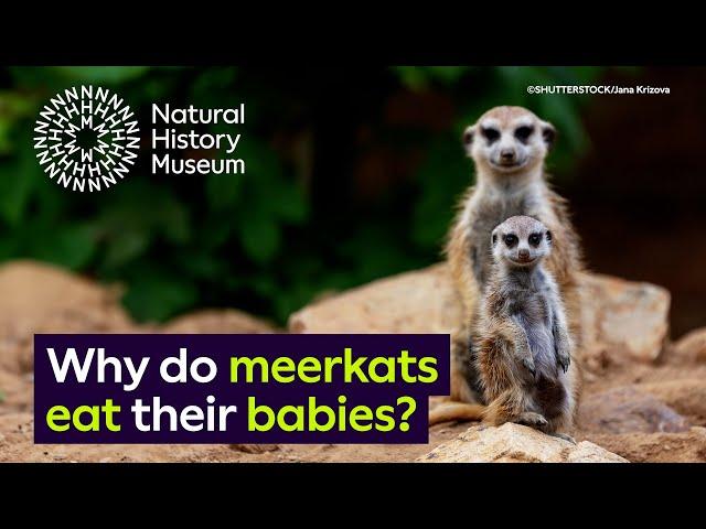 Why do meerkats eat their babies? | Surprising Science