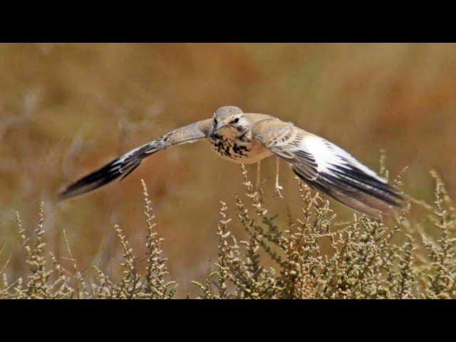 Greater hoopoe lark singing / אלימון במופע חיזור