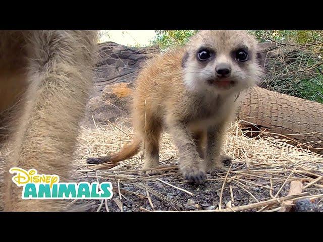 Meerkats! | Disney Animals | Disney Junior