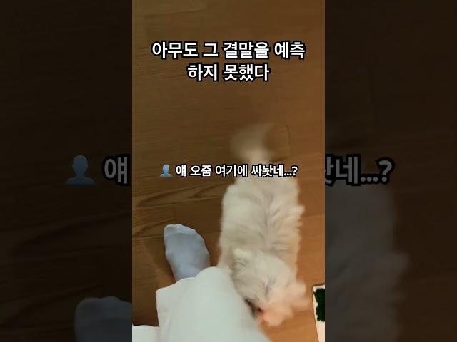 화장실 잘 가리는 강아지의 실체 #강아지 #말티푸 #멍미르 #shorts