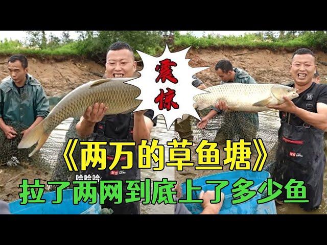 花2萬包下的草魚塘，拉了兩網看看到底能上多少魚？#三農 #護外#農村生活#小飛哥#抓魚vlog