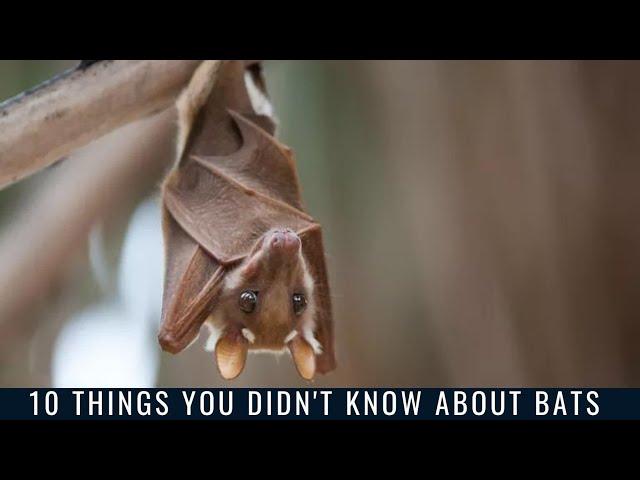 10 Things You Didn't Know About Bats