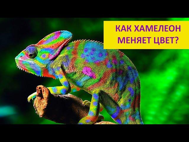 Как  хамелеон меняет цвет и почему? Наталья Носова