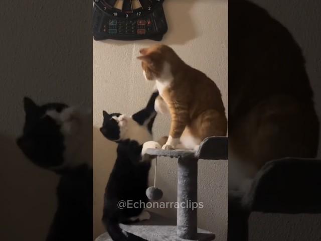 Black Cat vs Orange Cat... Who Wins?