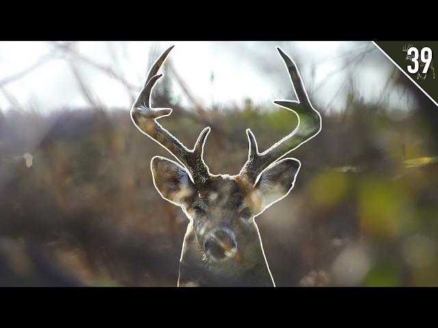 BIG RUTTING BUCK at 5 YARDS! - West Virginia Public Land Deer Hunt!