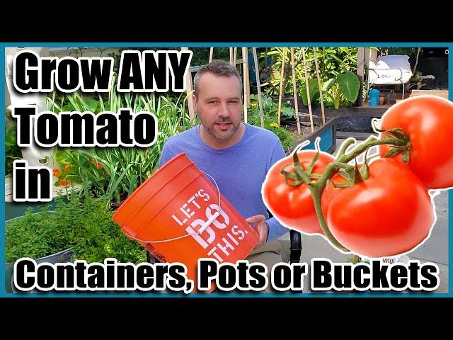 How to Grow Tomatoes in Containers, Pots or Buckets. Container Gardening.