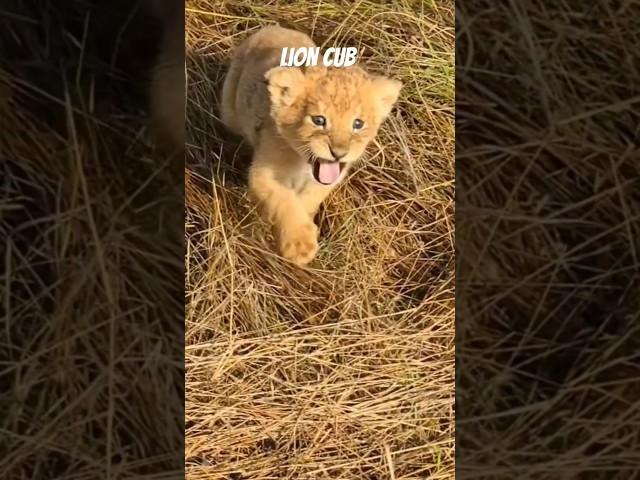 Baby Lion Sounds - The Cutest Roars