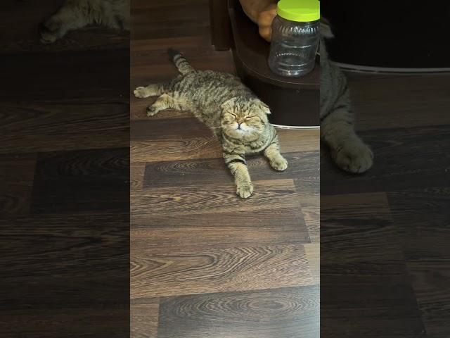 Котомедитация  