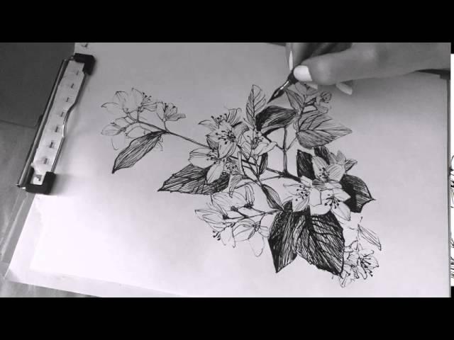 Speed drawing flowers jasmine by Katya Lisich 2015