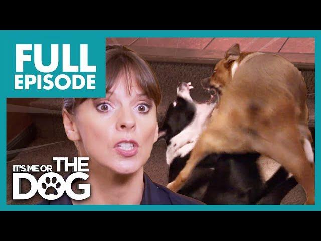 Dogs Fight So Bad Victoria is Forced to Intervene | Full Episode  | It's Me or the Dog