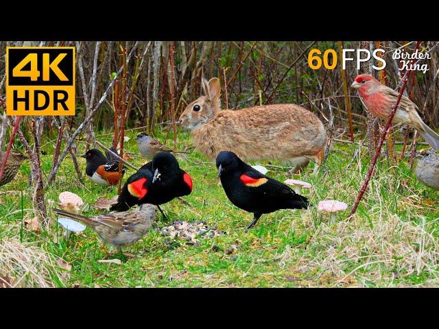 Cat TV for Cats to Watch  Beautiful Birds, Cute Bunnies and Squirrels  8 Hours 4K HDR 60FPS