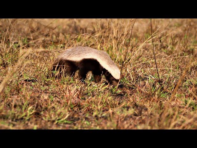 "Animal Oddities: The Meanest Animal Alive - The African Honey Badger"