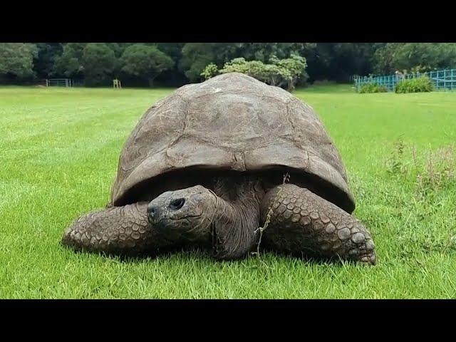 Giant Tortoise Named Jonathan Turns 192 Years Old