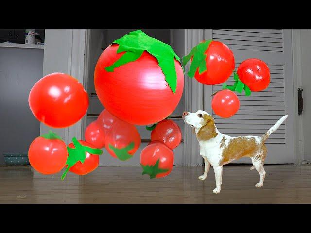 Dog vs GIANT Tomato Invasion!