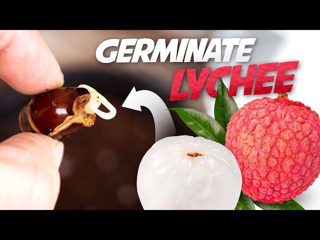 How To Grow Lychee Plant from Seed - Germinate Lychee Seed Successfully Every Time!