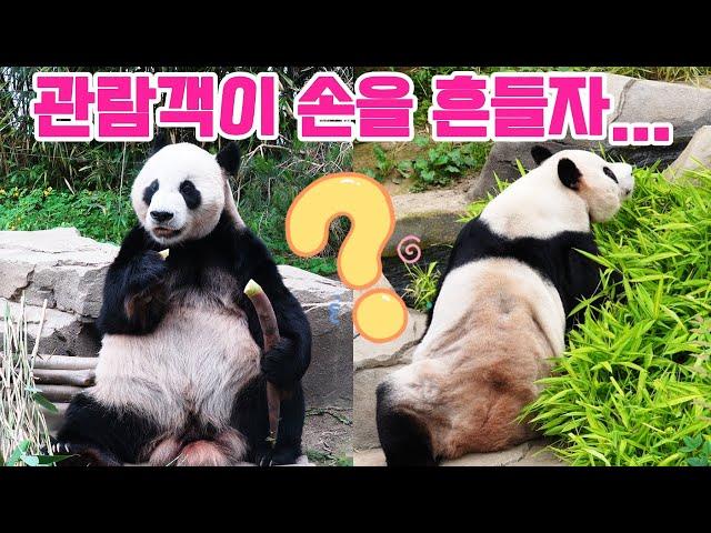 러바오가 하루에 3번이나 팬들의 행동에 반응해요후이바오의 미소를 보셨나요?에버랜드 판다 월드