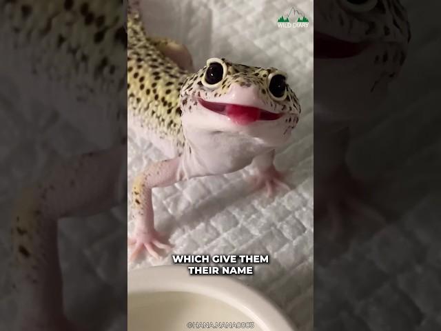 Leopard Gecko | Cutest Reptile Ever?