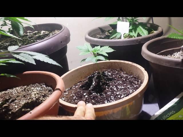 Gumps Greenhouse ( ultimate grow guide ep.3, cheap fertilizer )