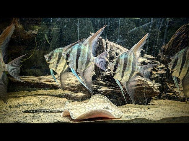 The Magnificent Altum Angelfish (HUGE) #aquarium