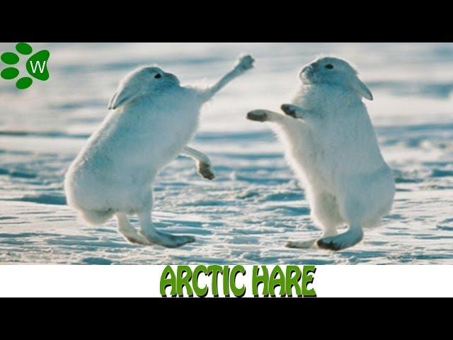 Arctic Hare