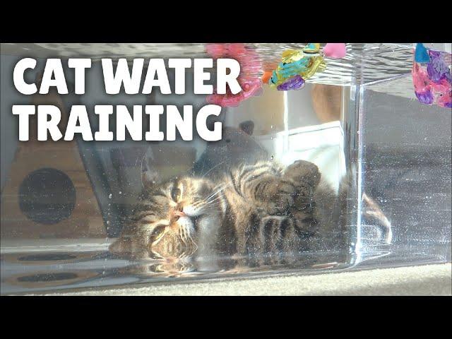 Cat's Underwater Navy SEAL Training! | Kittisaurus