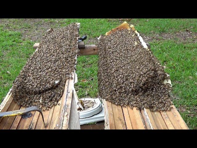 Her front porch column was full of bees!