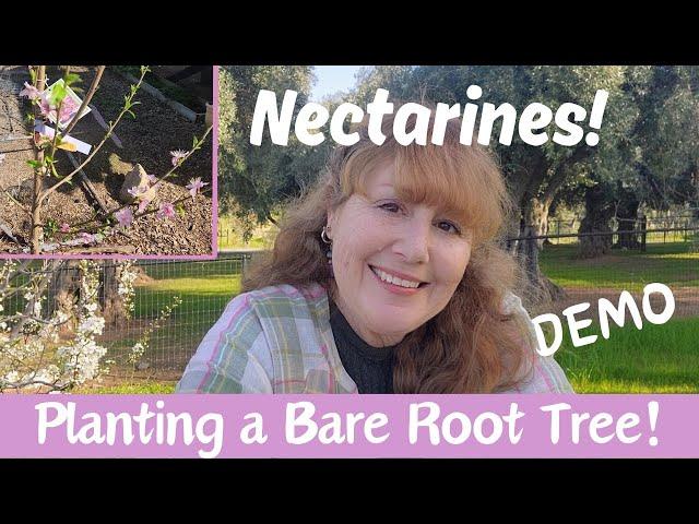 Watch Me PLANT a Bare Root Tree! Essential Steps! Olive City Oasis