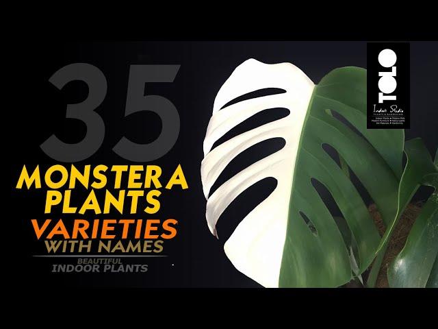 Monstera Plants Varieties and names